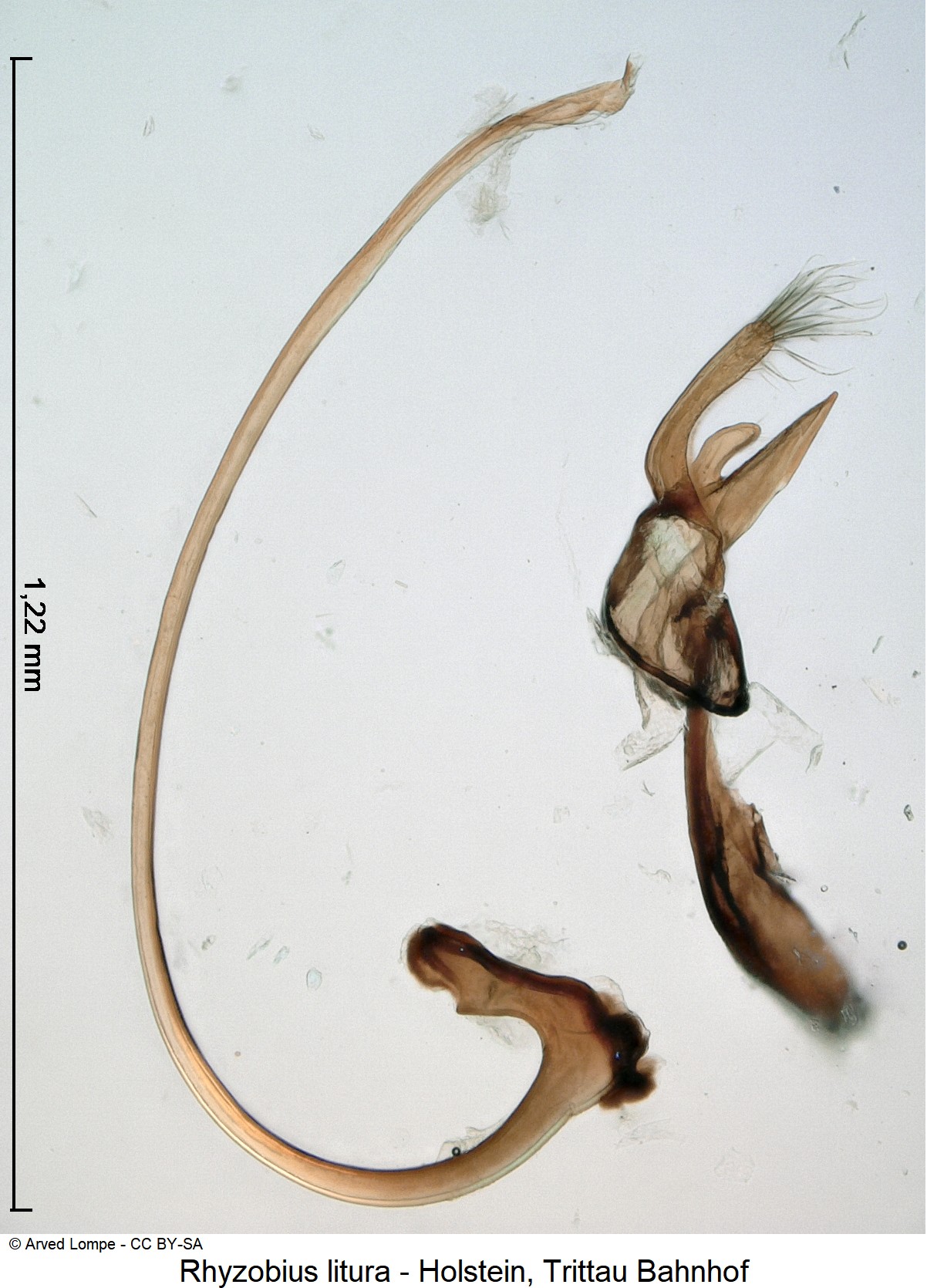 rhyzobius_litura_ck8948.jpg