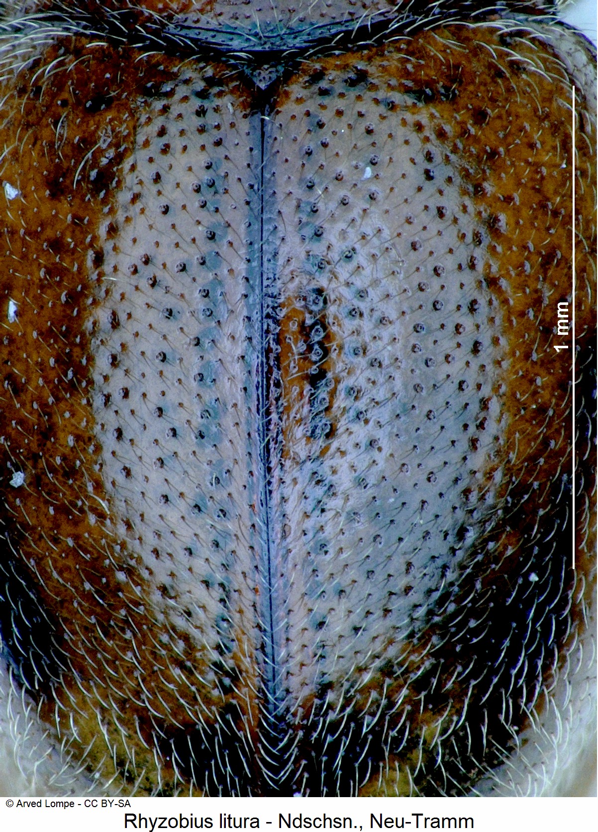 rhyzobius_litura_ck8950_fld.jpg