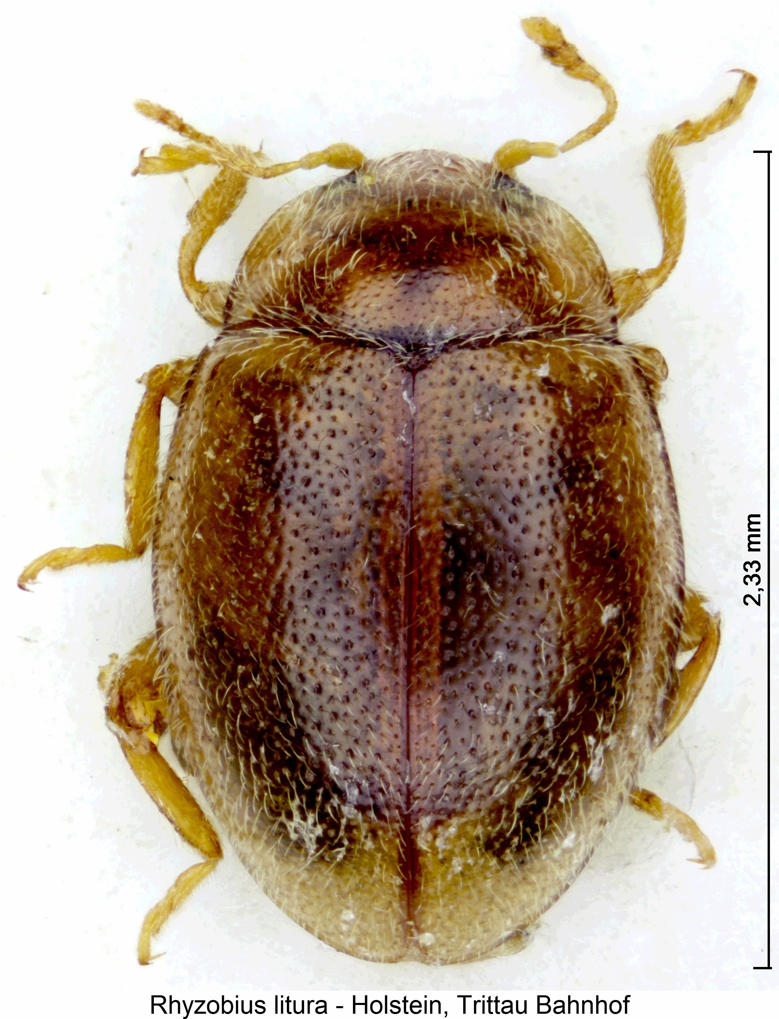 rhyzobius_litura_hab.jpg
