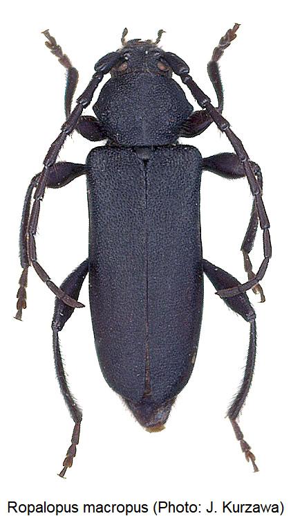 ropalopus_macropus_hab.jpg