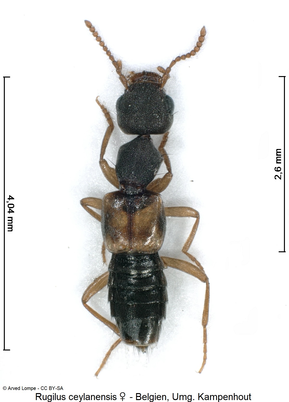 rugilus_ceylanensis_w_ck34120993_hab.jpg