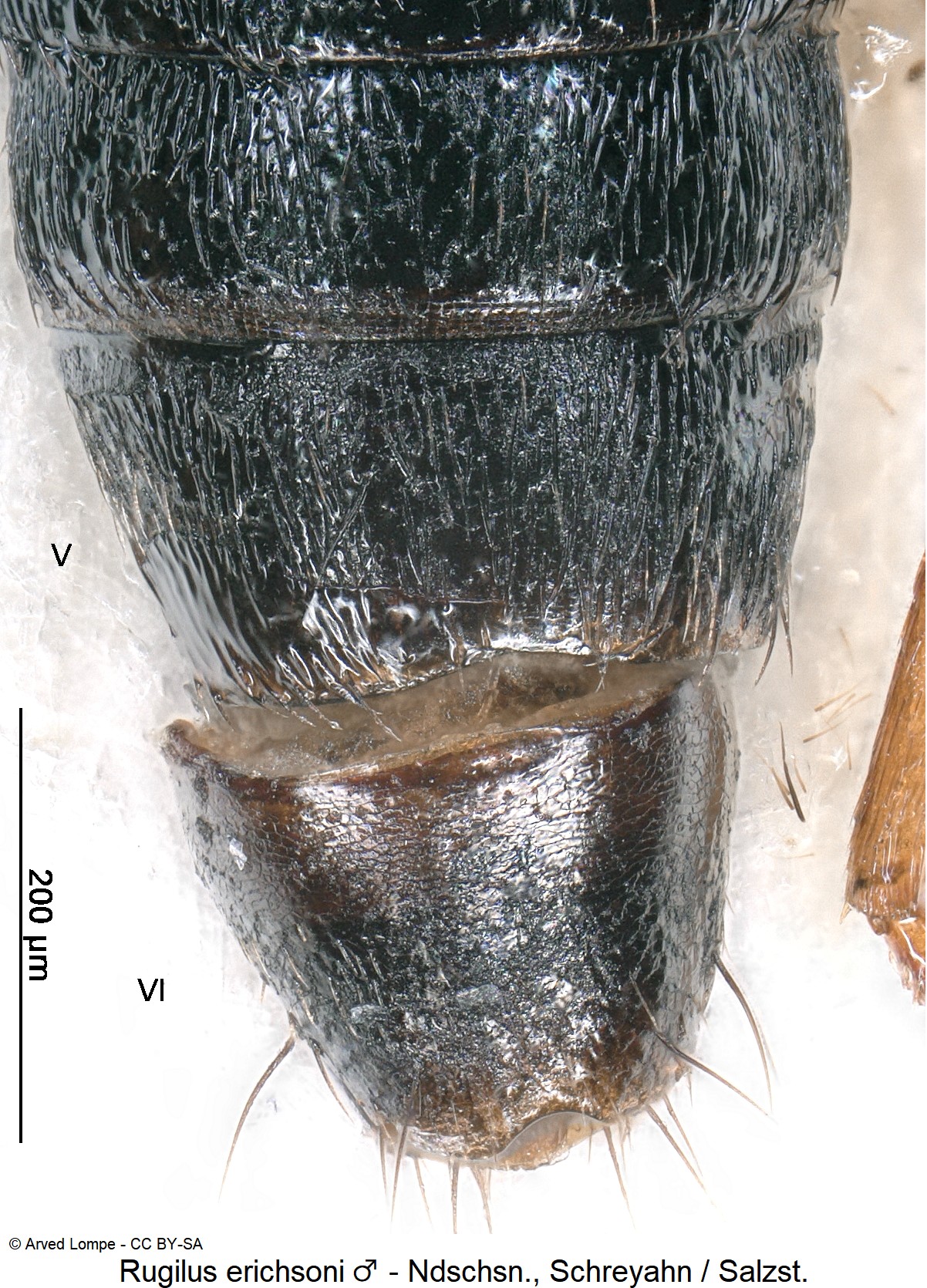 rugilus_erichsoni_m_abd.jpg