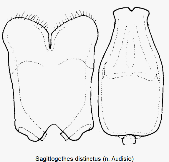 sagittogethes_distinctus1.gif