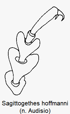 sagittogethes_hoffmanni_vtr.gif