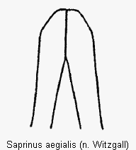 saprinus_aegialis.gif