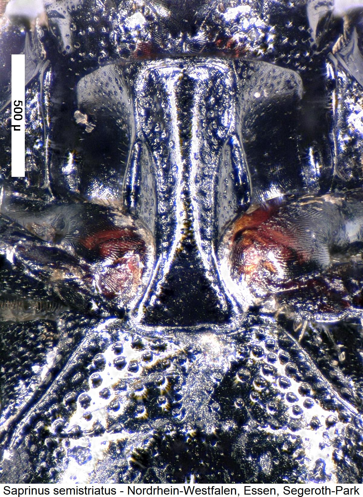 saprinus_semistriatus_vbr.jpg