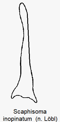 scaphisoma_inopinatum_pm.gif