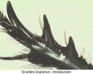 scarites_buparius_vschn.jpg