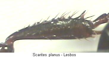 scarites_planus_schn.jpg