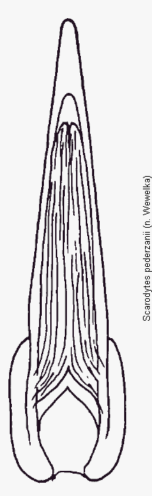 scarodytes_pederzanii.gif