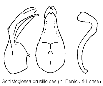 schistoglossa_drusilloides.gif