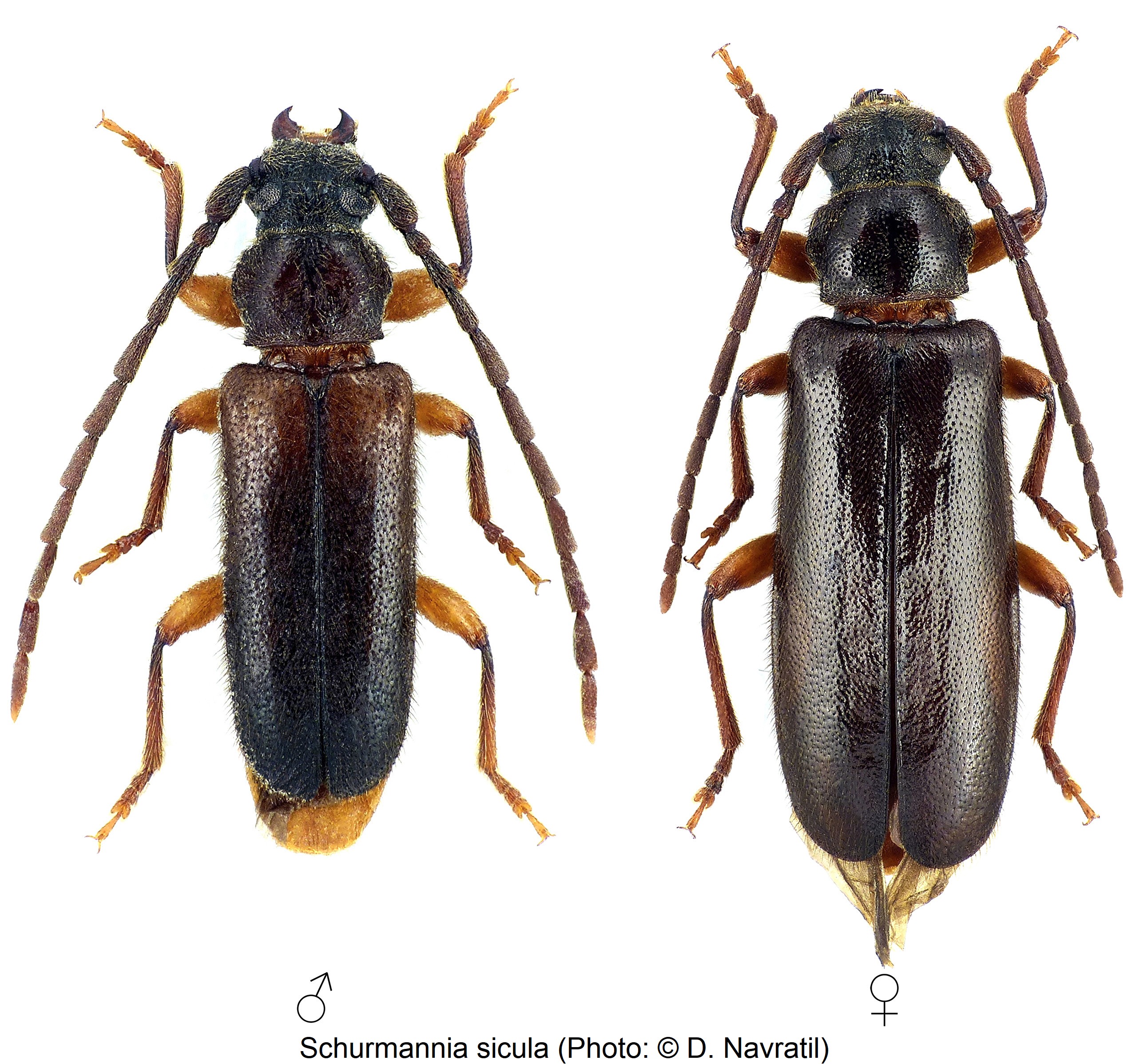 schurmannia_sicula_hab-1.jpg