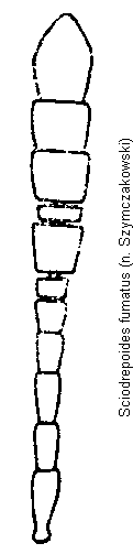 sciodrepoides_fumatus_f.gif