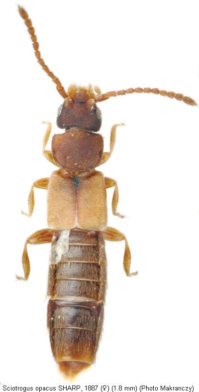 sciotrogus_opacus_hab.jpg