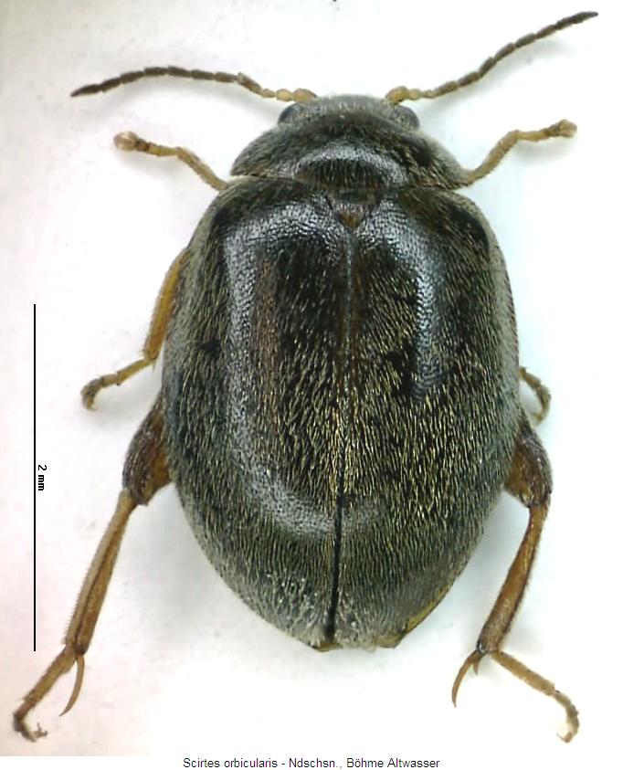 scirtes_orbicularis_hab.jpg