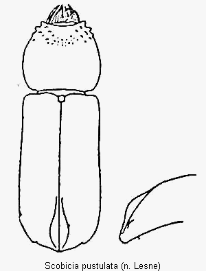 scobicia_pustulata_hab.gif