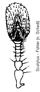 scolytus_f.gif
