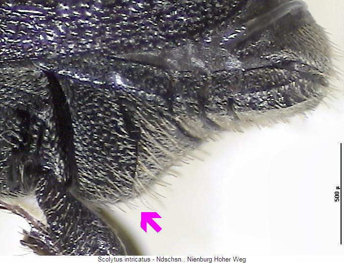 scolytus_intricatus_hlb.jpg