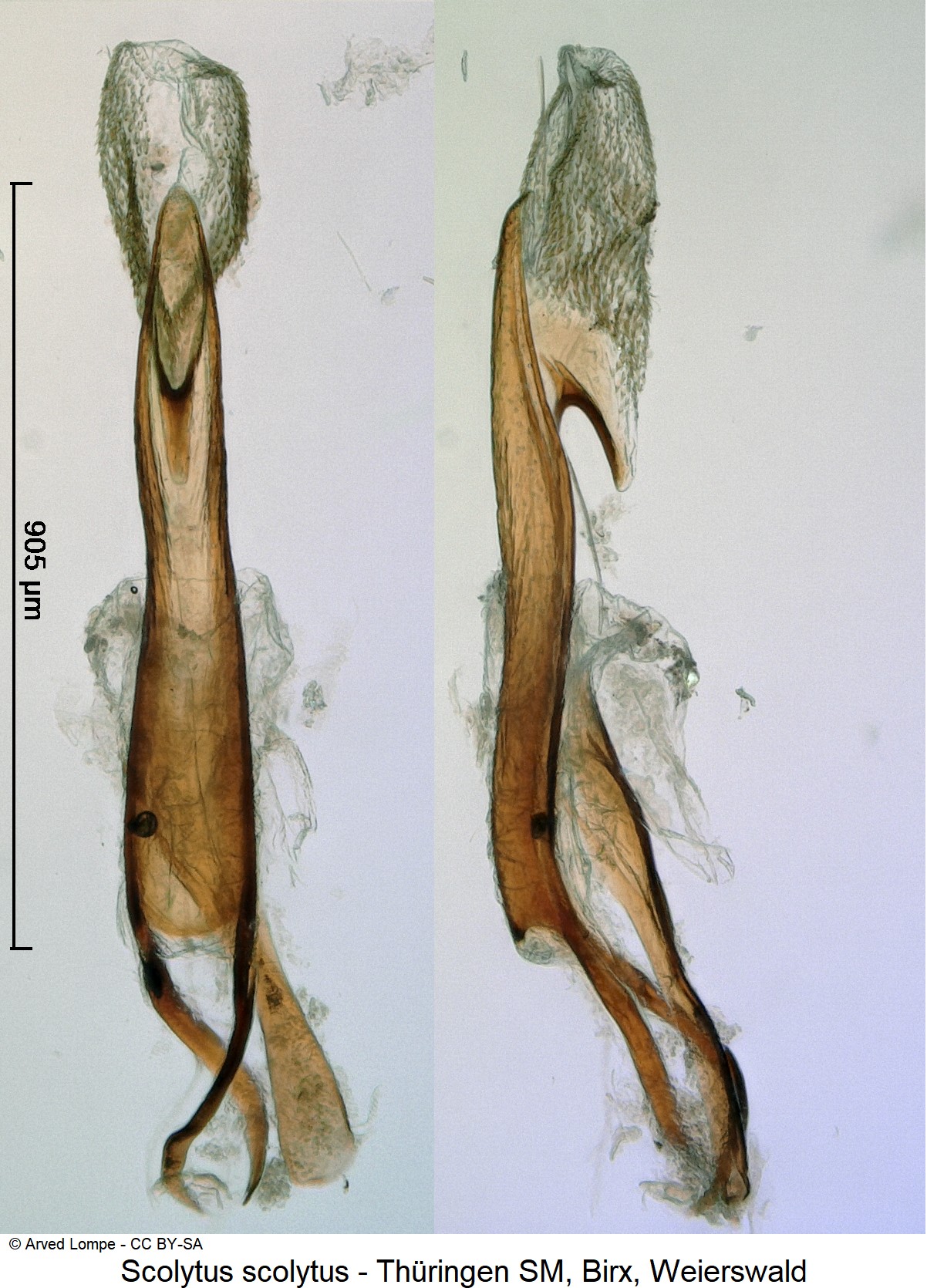 scolytus_scolytus_ck32182147.jpg