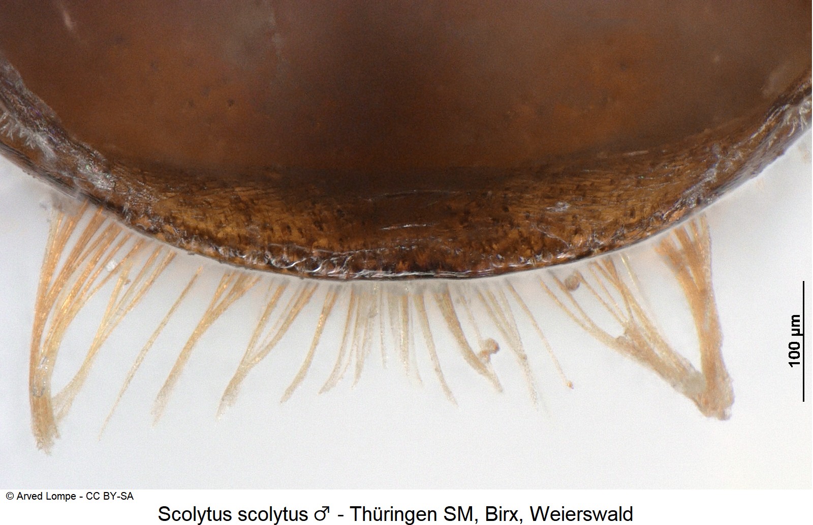 scolytus_scolytus_m_ck32182147_ster.jpg