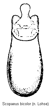 scopaeus_bicolor.gif