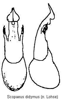 scopaeus_didymus.gif