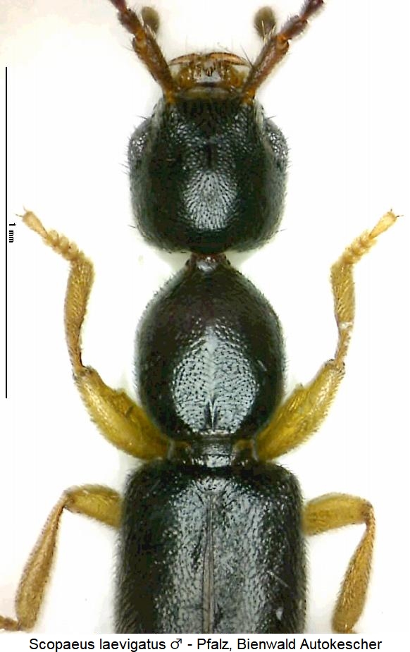 scopaeus_laevigatus_vk.jpg