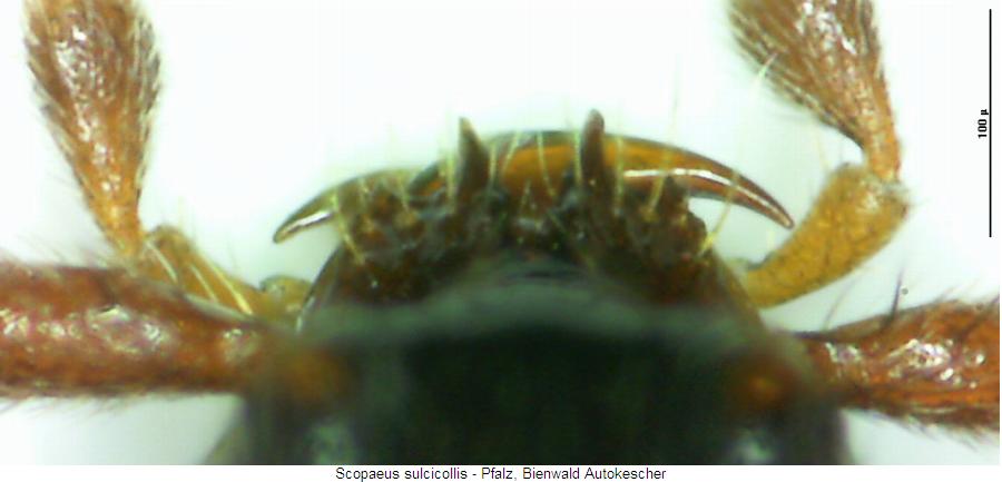 scopaeus_sulcicollis_ol.jpg