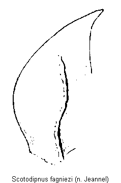scotodipnus_fagniezi_mandibel.gif