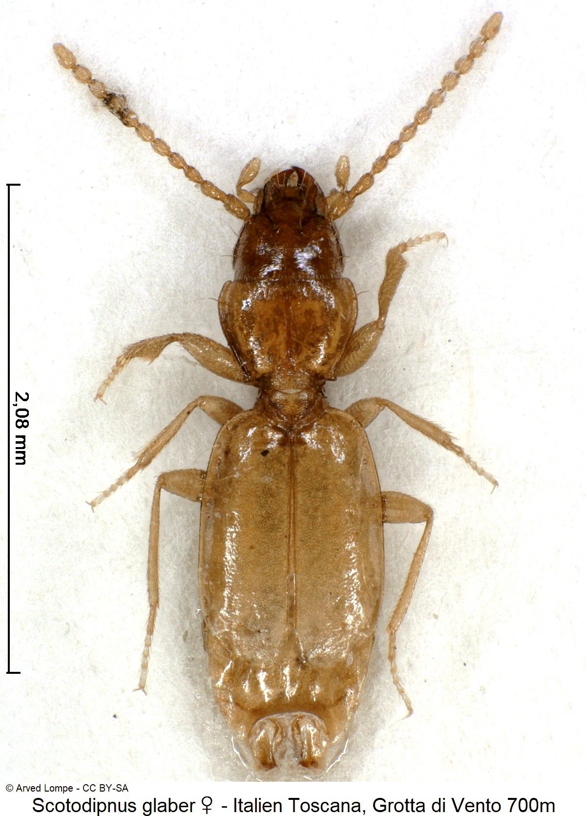scotodipnus_glaber_w_ck17633_hab.jpg