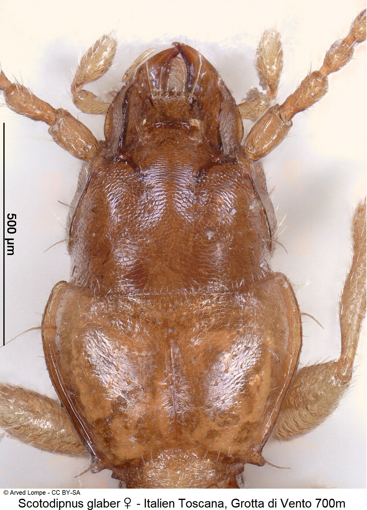 scotodipnus_glaber_w_ck17633_vk.jpg