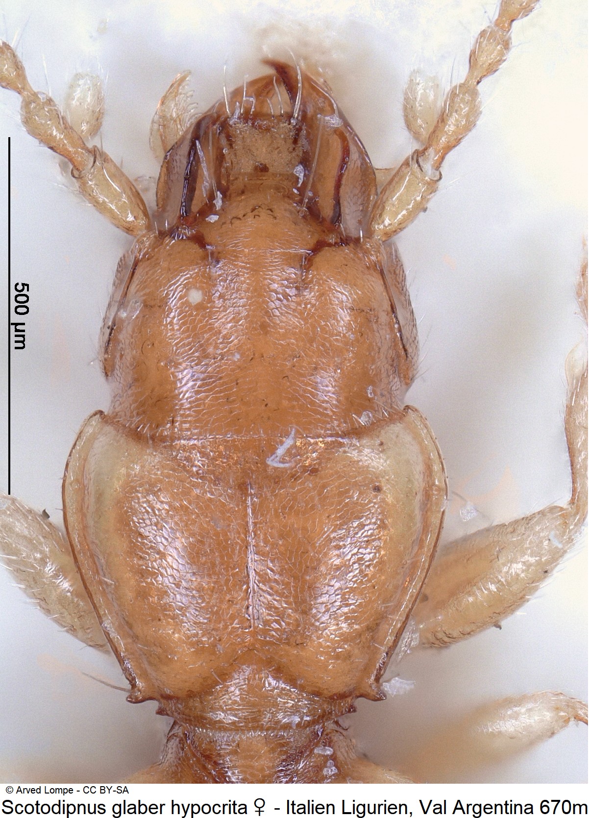 scotodipnus_hypocrita_w_ck22133_vk.jpg
