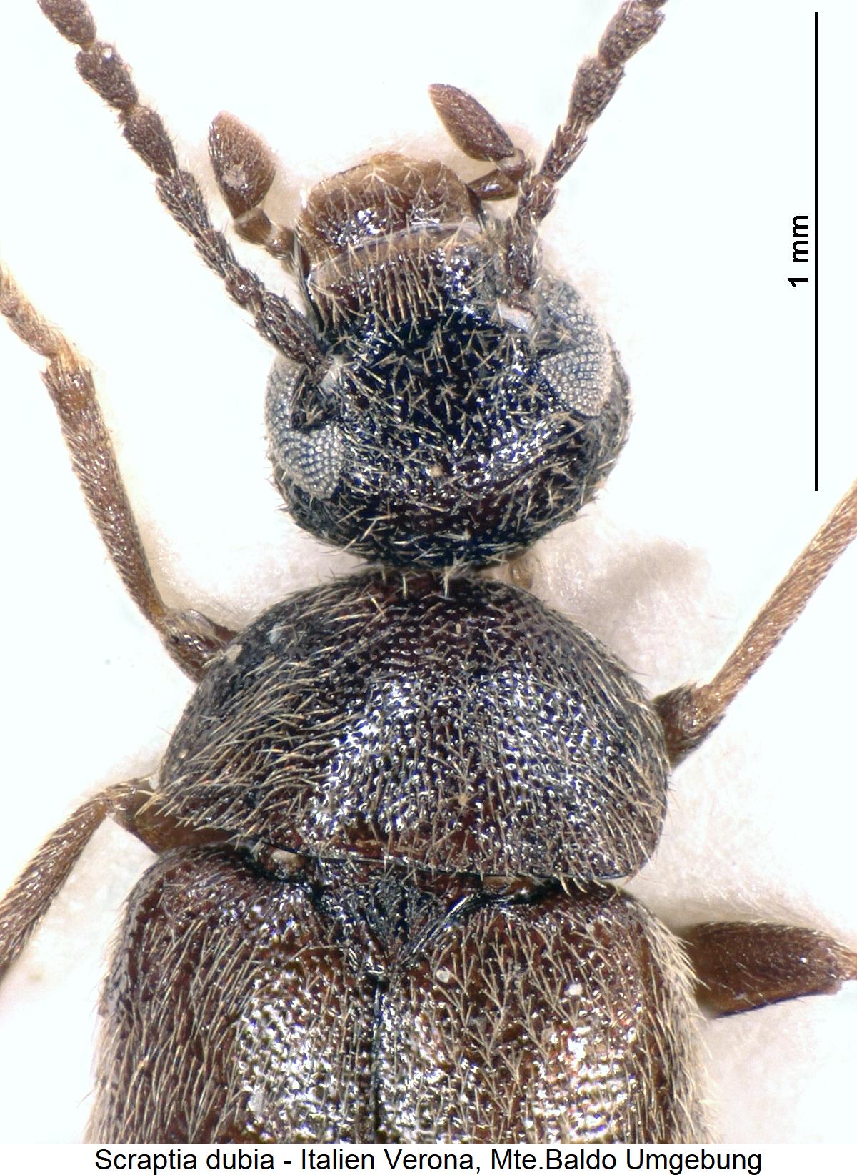 scraptia_dubia_vk.jpg