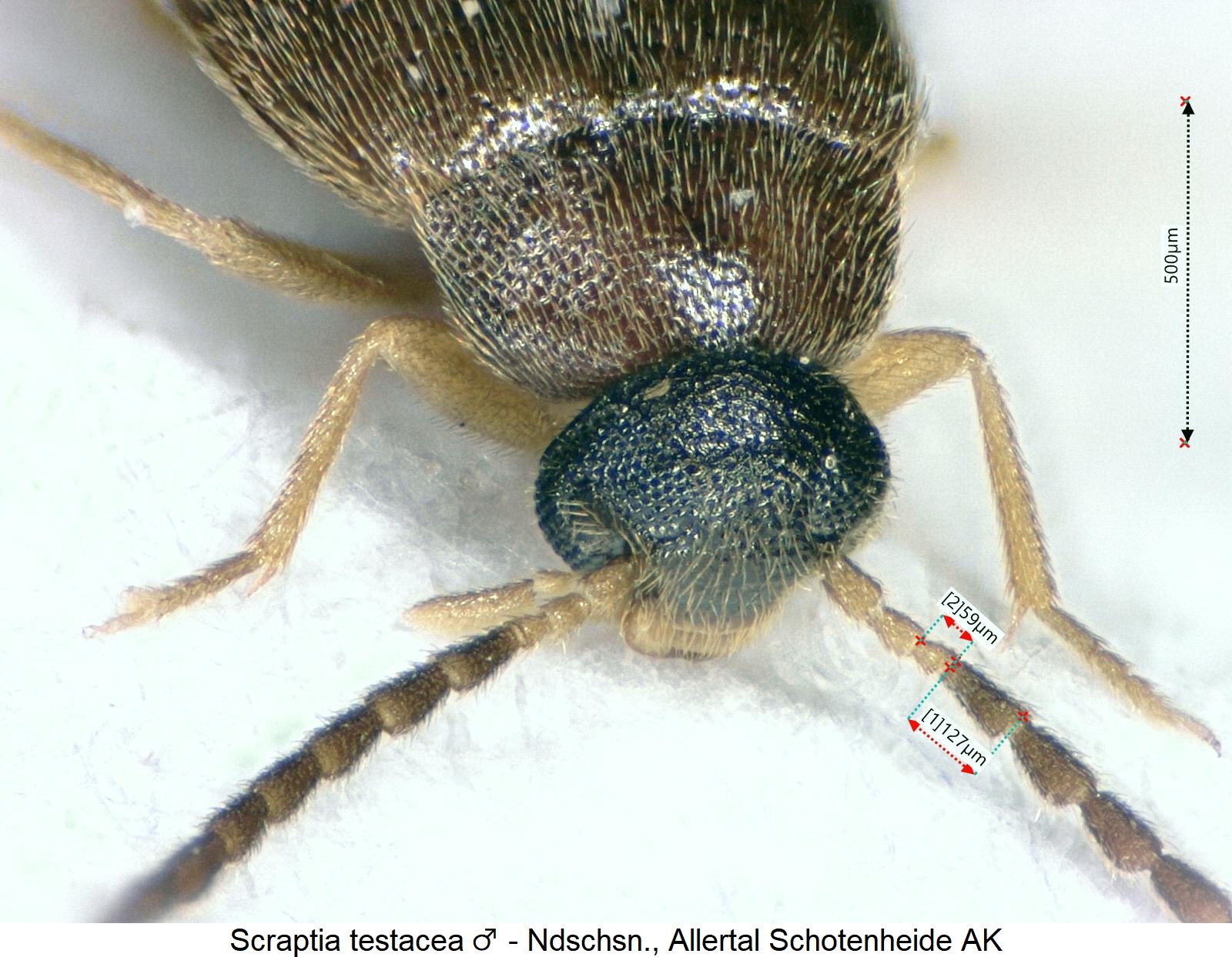 scraptia_testacea_vk.jpg