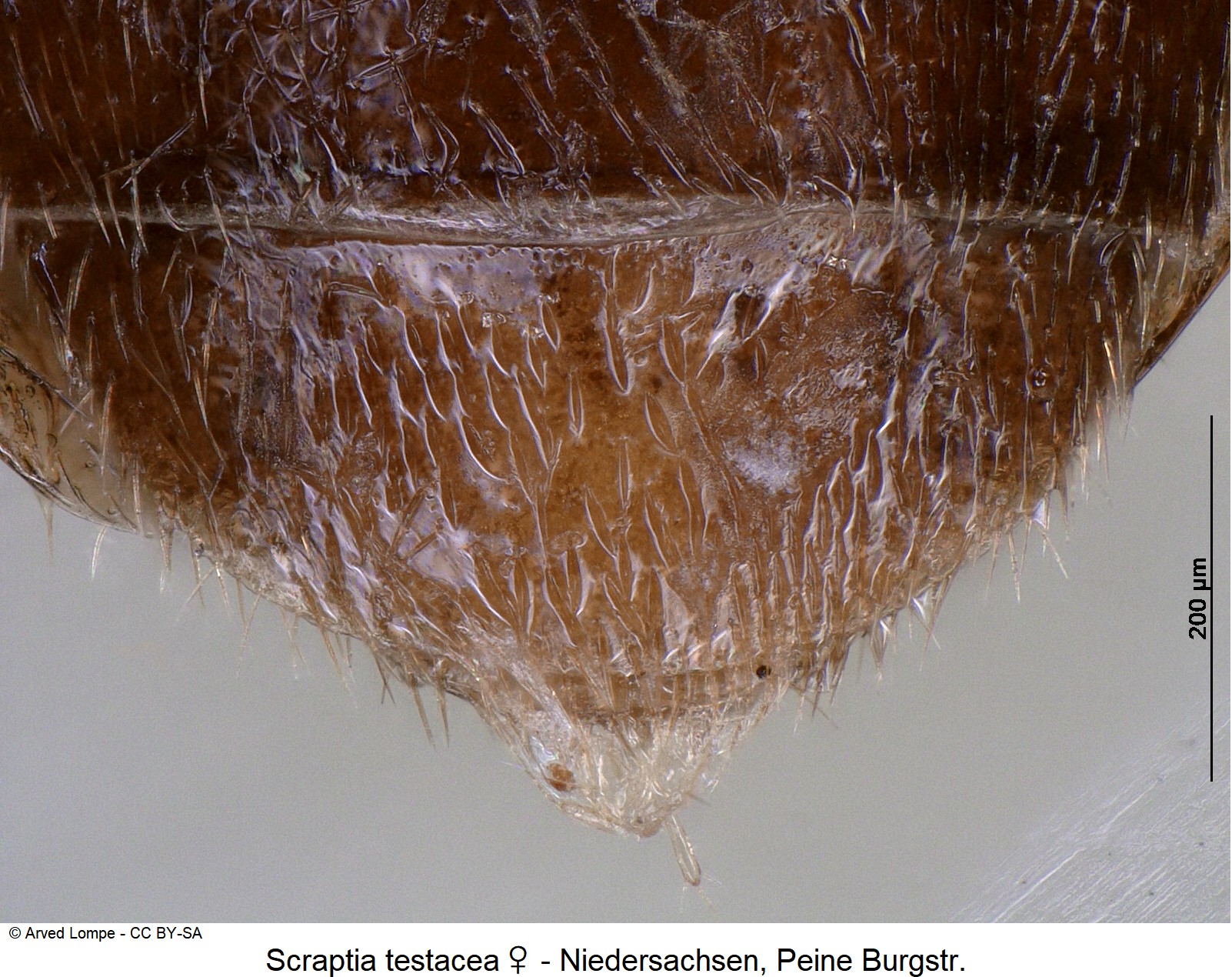 scraptia_testacea_w_ck37375469_ster.jpg