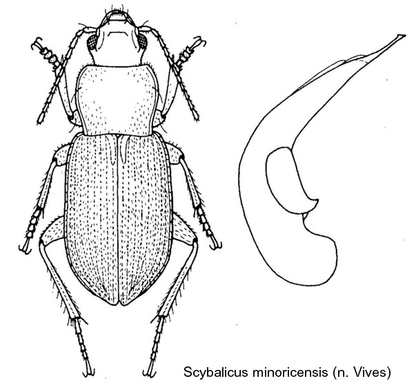 scybalicus_minoricensis.jpg