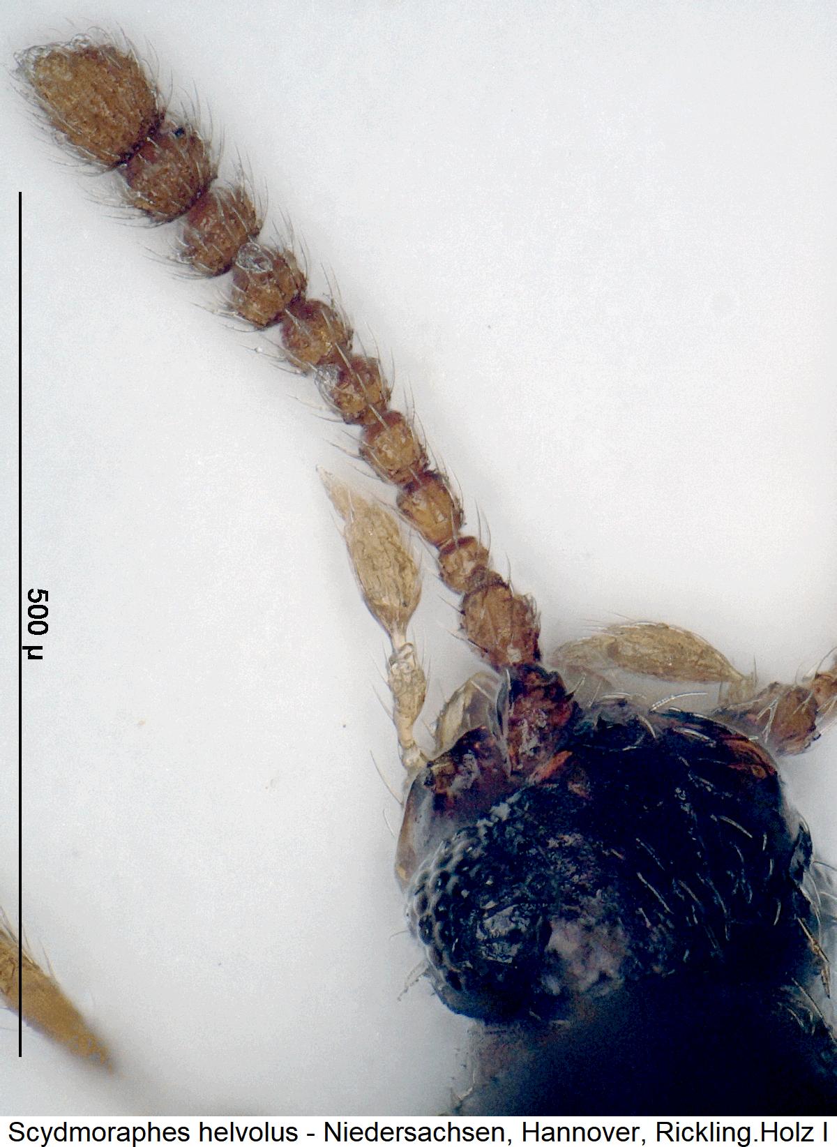 scydmoraphes_helvolus_f.jpg