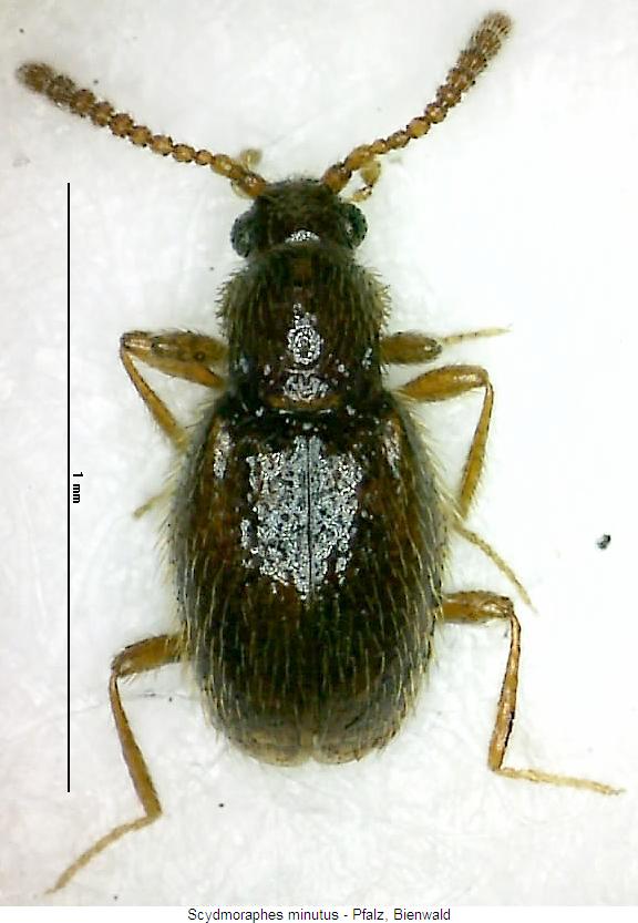 scydmoraphes_minutus2_hab.jpg