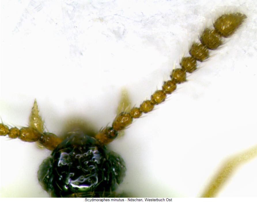 scydmoraphes_minutus_f.jpg
