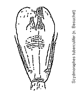 scydmoraphes_tuberculifer.gif