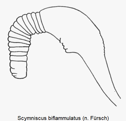 scymniscus_biflammulatus_sperm.gif