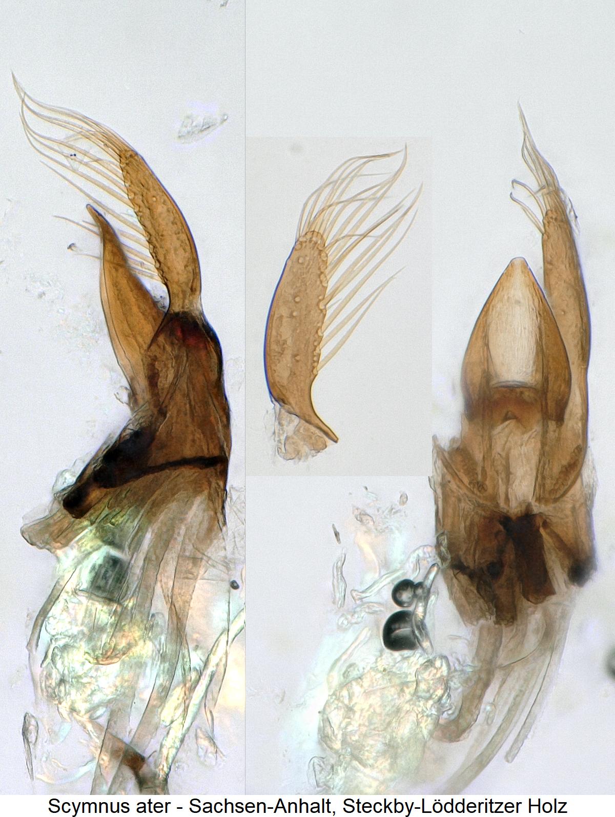 scymnus_ater.jpg