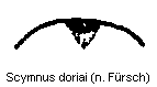 scymnus_doriai_hlb.gif