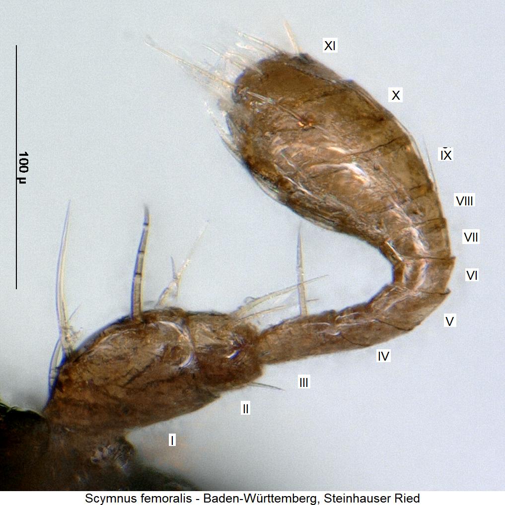 scymnus_femoralis_f.jpg