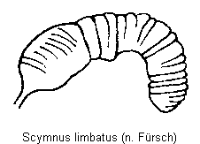 scymnus_limbatus_sperm.gif