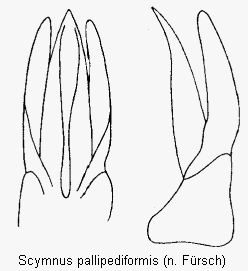 scymnus_pallipediformis.gif