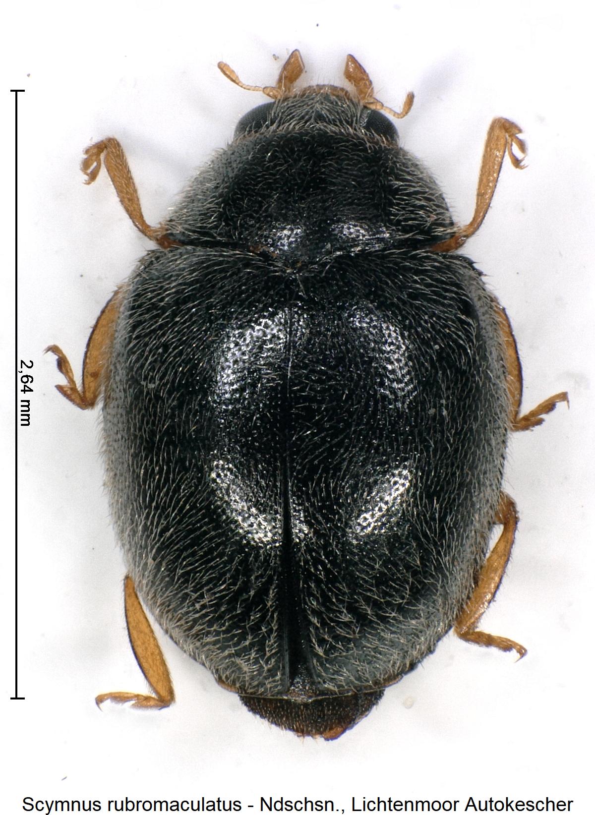 scymnus_rubromaculatus_hab.jpg