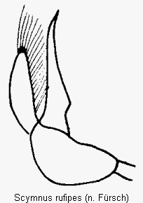scymnus_rufipes.gif