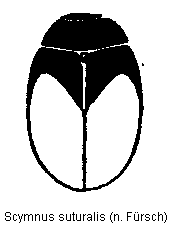 scymnus_suturalis_hab.gif