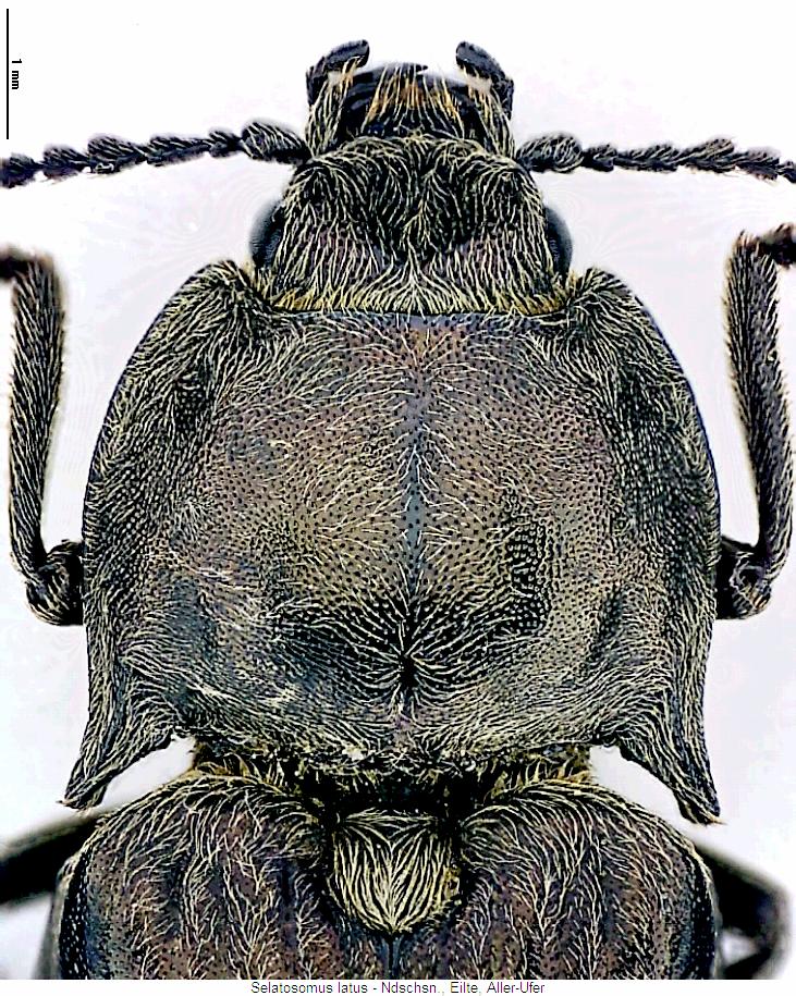 selatosomus_latus_vk.jpg